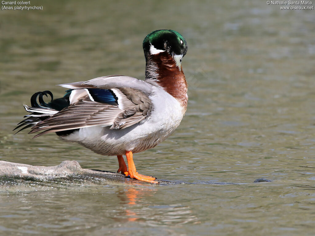 Canard colvert mâle adulte nuptial, identification, soins, Comportement