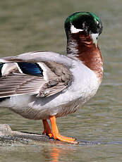 Canard colvert