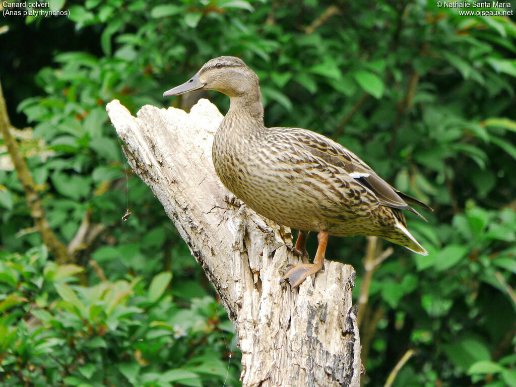 Mallard female adult, identification, close-up portrait, Reproduction-nesting, Behaviour