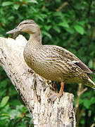 Canard colvert