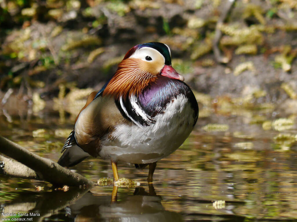 Canard mandarin mâle adulte nuptial, Comportement