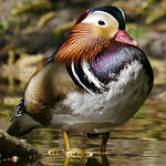 Canard mandarin