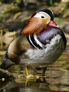 Mandarin Duck