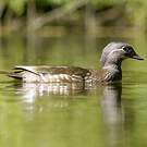 Canard mandarin
