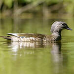 Canard mandarin