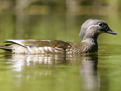 Canard mandarin