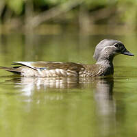 Canard mandarin