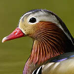 Canard mandarin