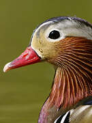 Canard mandarin