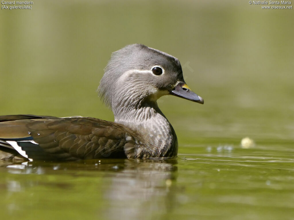 Canard mandarin femelle adulte nuptial, identification, portrait, nage