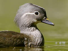 Canard mandarin