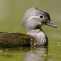 Canard mandarin