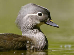 Canard mandarin