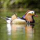 Canard mandarin