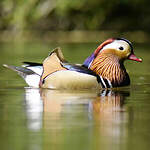 Canard mandarin