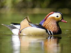 Mandarin Duck