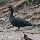 Canard musqué