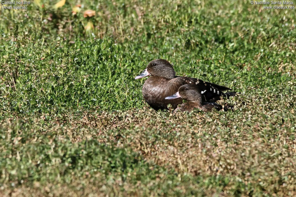 Canard noirâtreadulte, identification, habitat