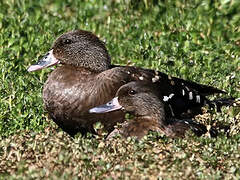 Canard noirâtre