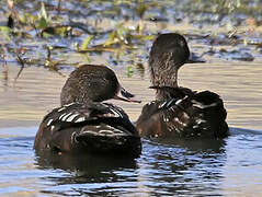 African Black Duck