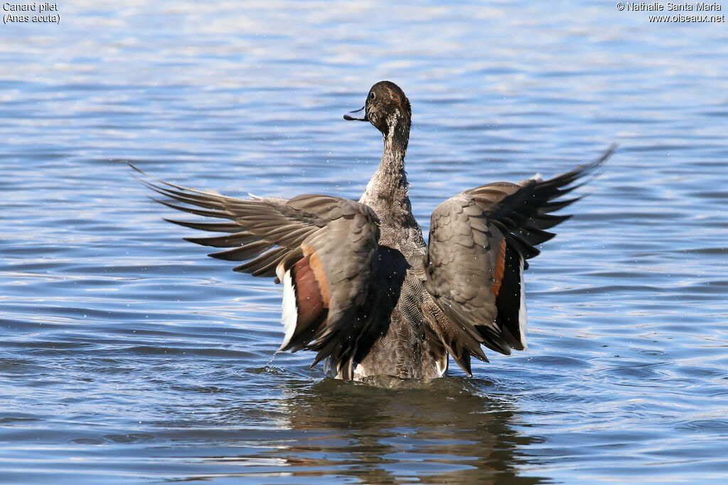 Northern Pintail male adult transition, identification, habitat, care, Behaviour