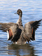 Northern Pintail