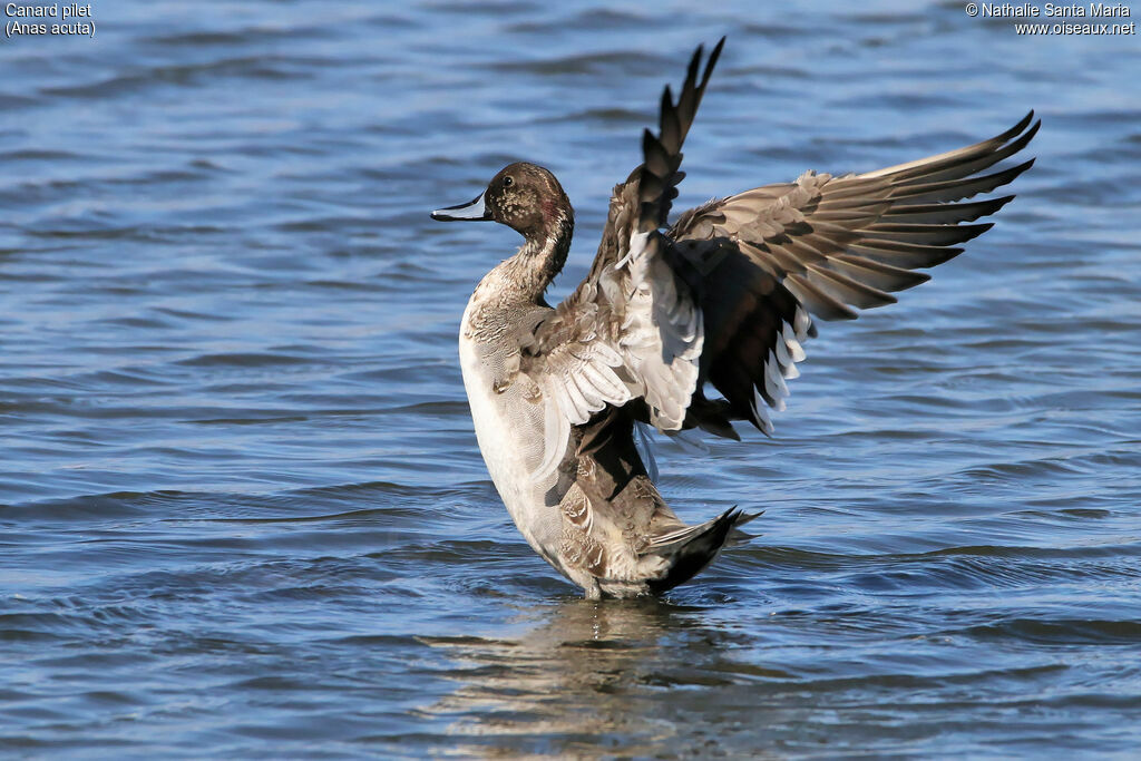 Canard pilet mâle adulte transition, identification, habitat, soins