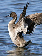 Northern Pintail