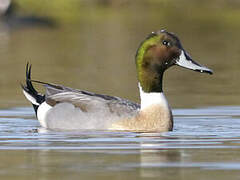 Canard pilet