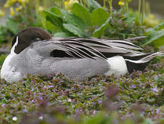 Canard pilet