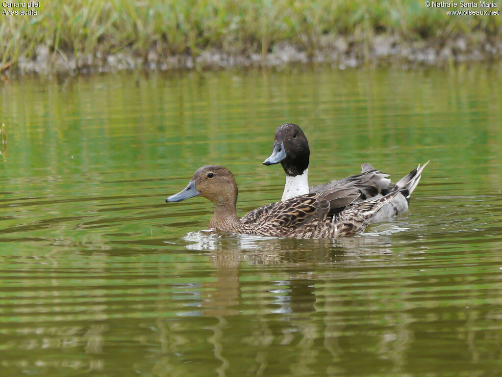 Northern Pintailadult breeding, swimming