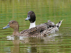 Canard pilet