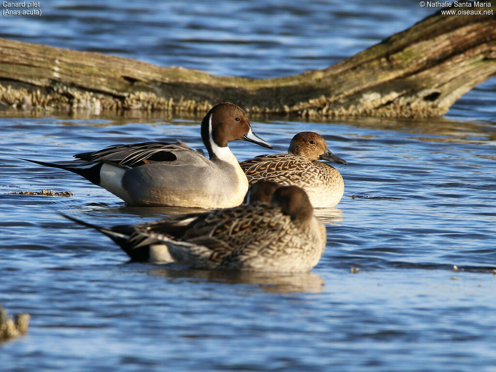 Canard piletadulte nuptial, habitat, nage, Comportement