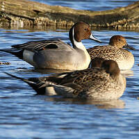 Canard pilet