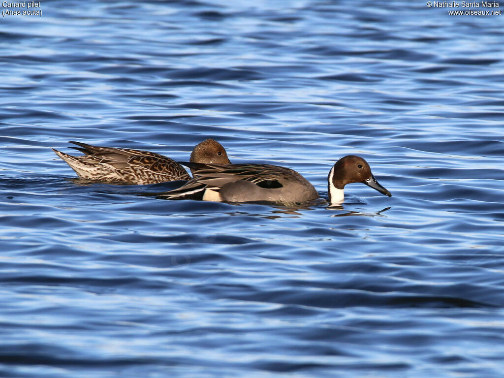 Canard piletadulte nuptial, habitat, nage, Comportement