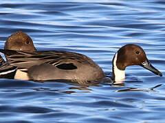 Northern Pintail