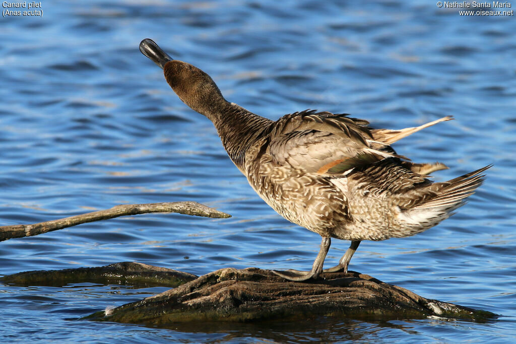 Canard pilet mâle adulte internuptial, habitat, Comportement