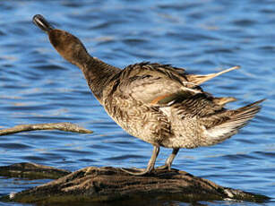 Canard pilet