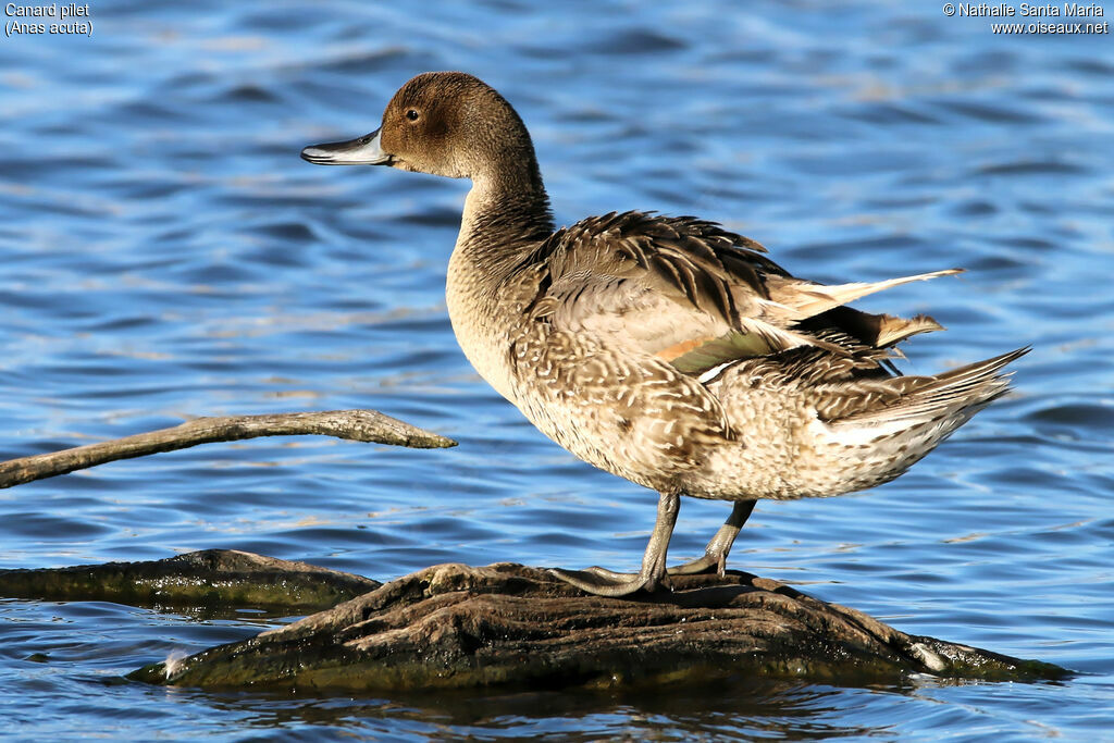 Northern Pintail male adult post breeding, identification, habitat, Behaviour