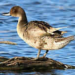 Canard pilet