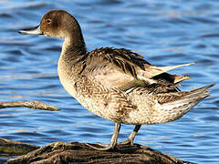 Northern Pintail