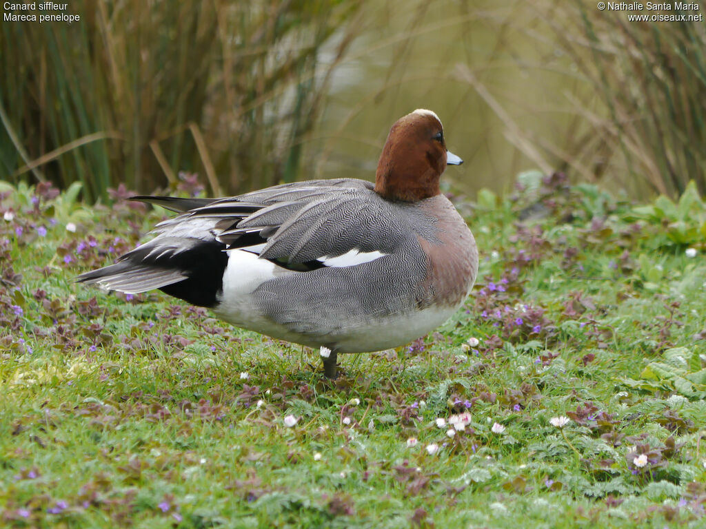 Canard siffleur mâle adulte nuptial, identification, Comportement