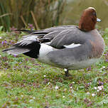 Canard siffleur