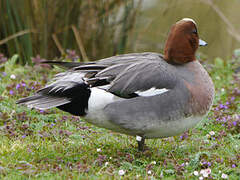 Canard siffleur