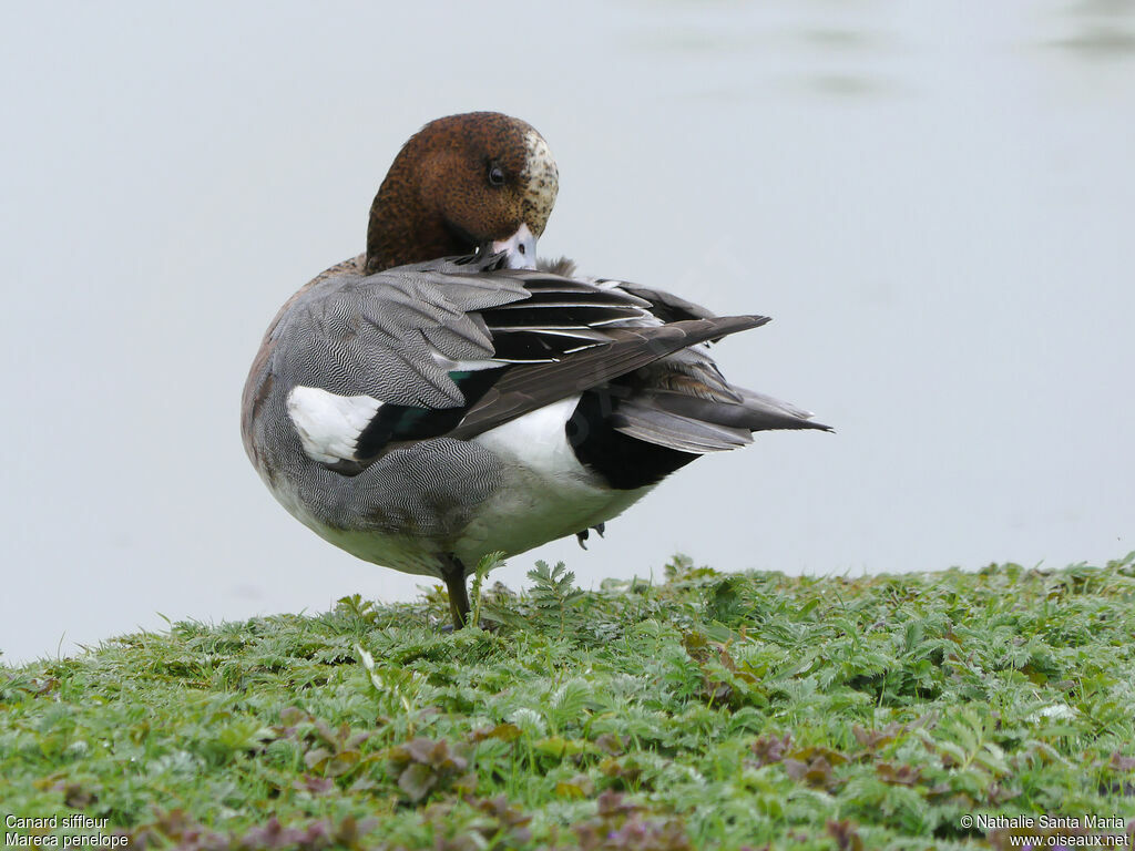 Canard siffleur mâle adulte nuptial, identification, soins, Comportement