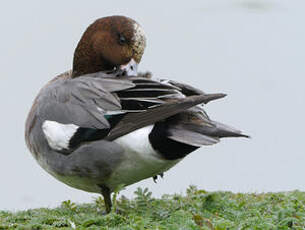 Canard siffleur