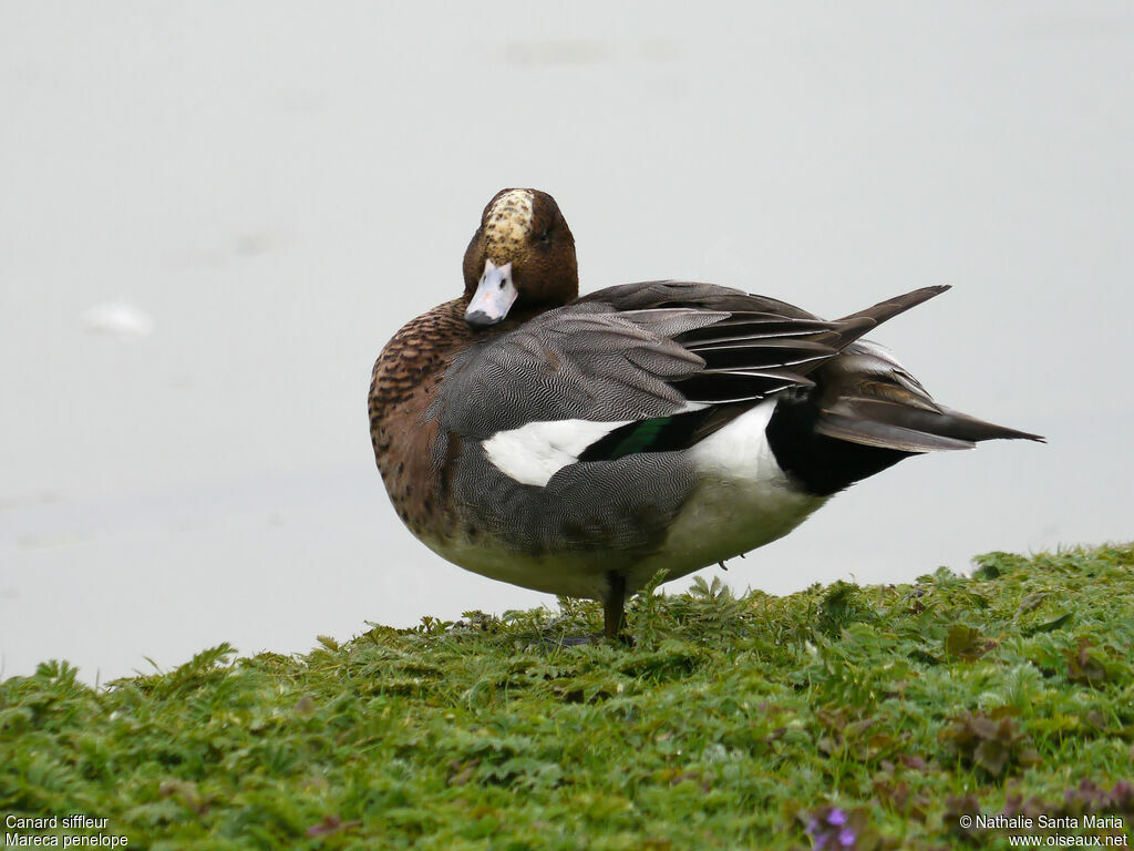 Canard siffleur mâle adulte nuptial, identification, Comportement