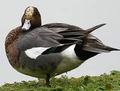 Canard siffleur