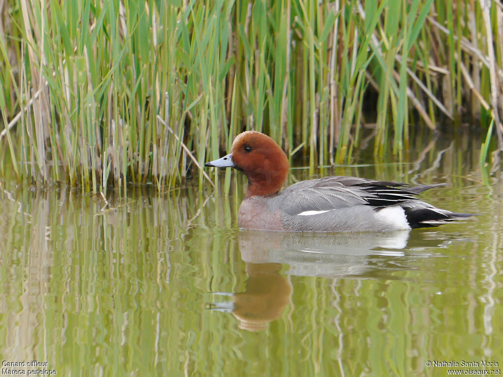 Eurasian Wigeon male adult breeding, identification, swimming