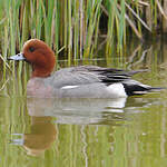 Canard siffleur